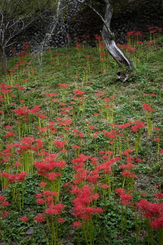 徳雲院の近くで彼岸花の群生地を発見！