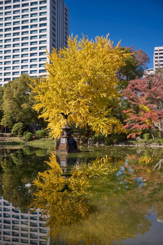 日比谷公園でのイチョウと紅葉の共演がすごかった