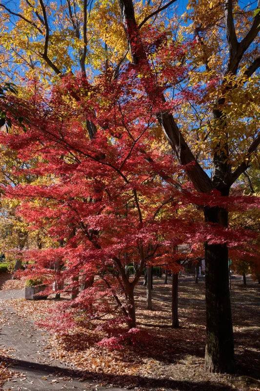 武蔵野の森公園で綺麗な紅葉に出会う