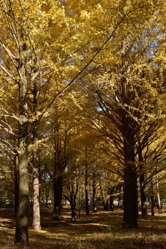野川公園で見た黄色の世界