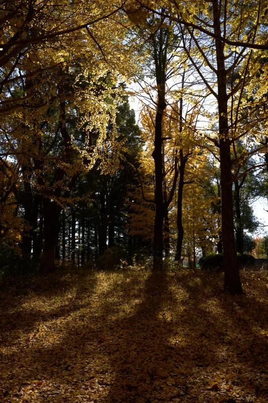 野川公園で見た黄色の世界