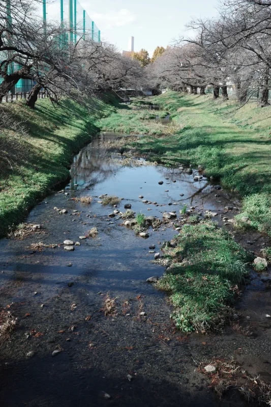 冬の根川緑道を歩いてきた