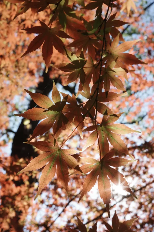 矢川緑地保全地域の紅葉が良い感じでした