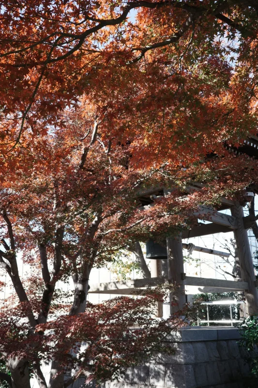 矢川緑地保全地域の紅葉が良い感じでした