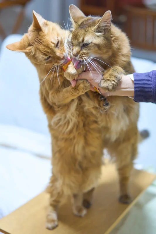 くぅちゃん、12歳になったよ！