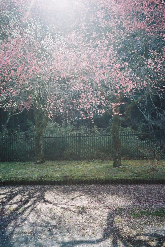駒木野公園と高尾梅郷遊歩道の梅が綺麗でした！