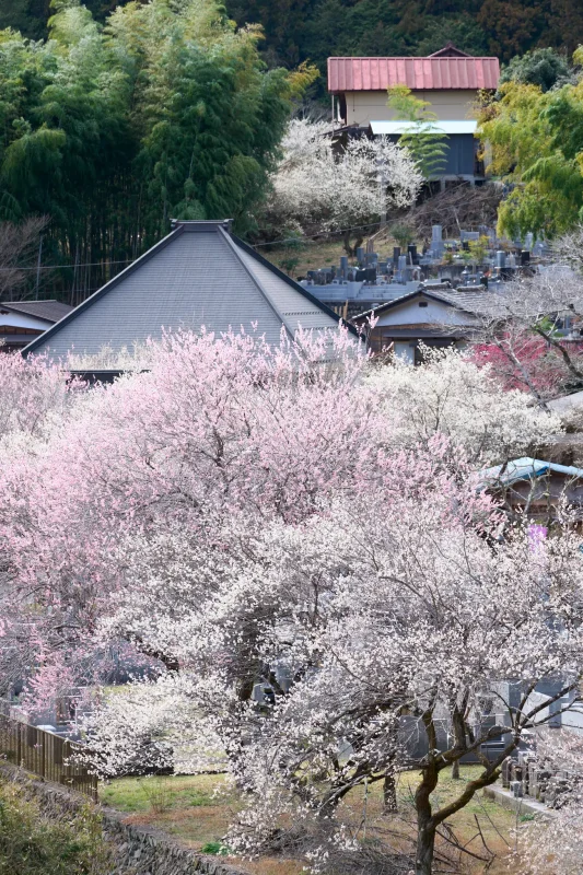 【超速報】あきる野市の徳雲院の梅が良い感じです！