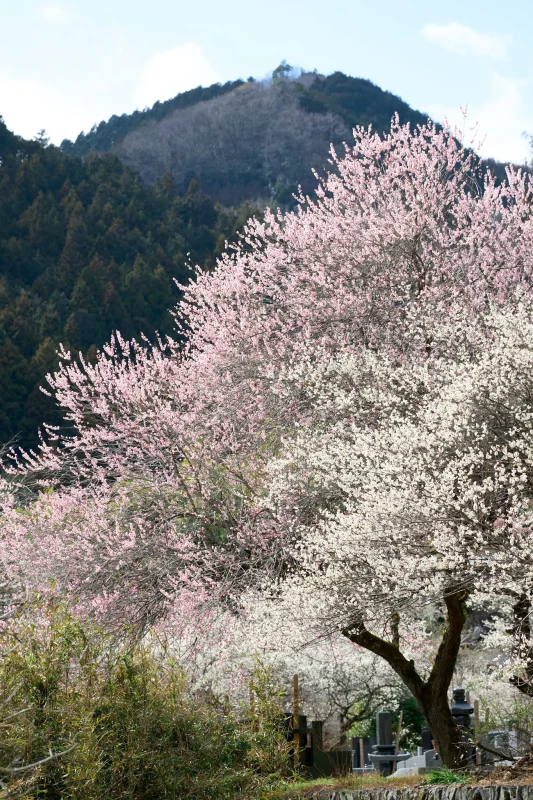 徳雲院の梅は下から見ても綺麗！