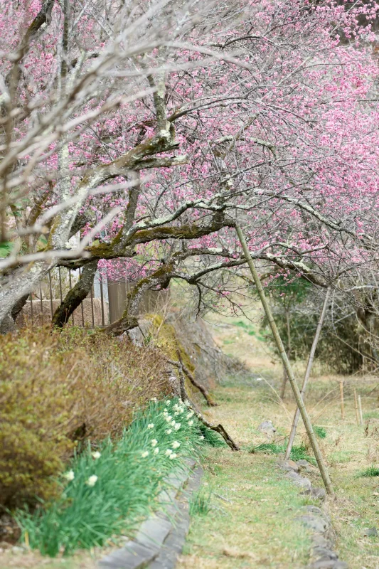 徳雲院の梅は下から見ても綺麗！