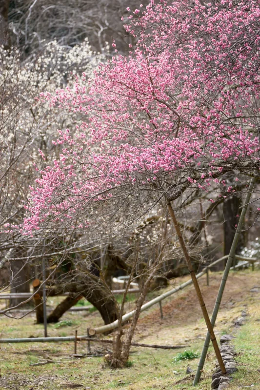 徳雲院の梅は下から見ても綺麗！