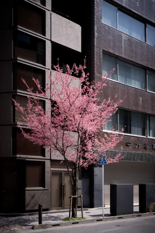 日本橋のおかめ桜を見に行っていました