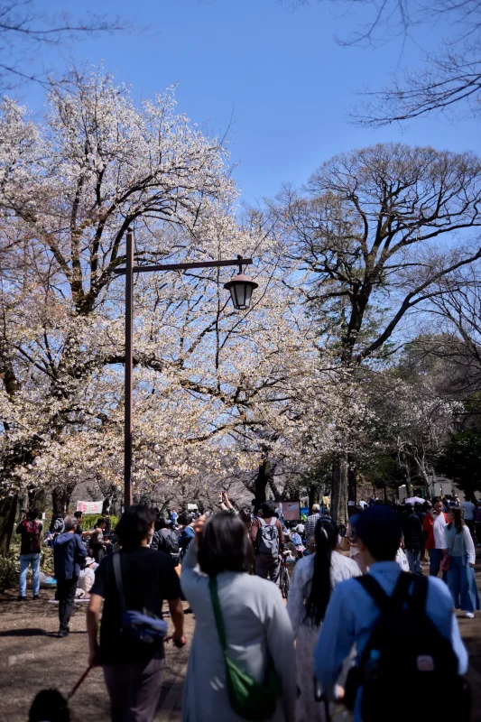 井の頭公園の桜の様子を見に行ってみた