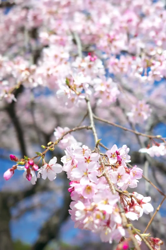 圓通寺の枝垂れ桜がお見事！