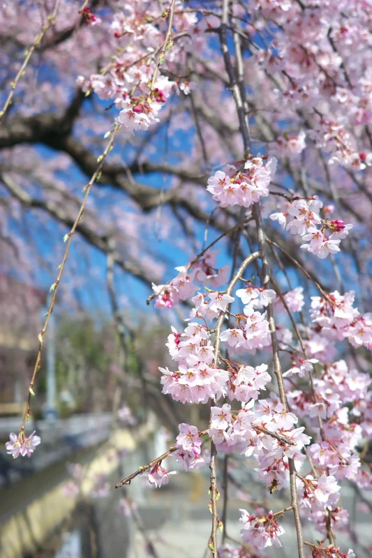 圓通寺の枝垂れ桜がお見事！