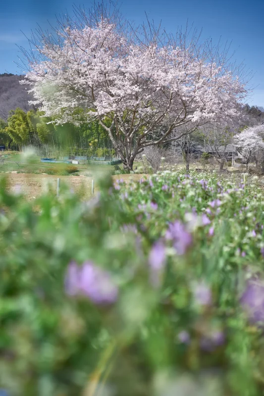 長瀞花の里ハナビシソウ園にも一本桜