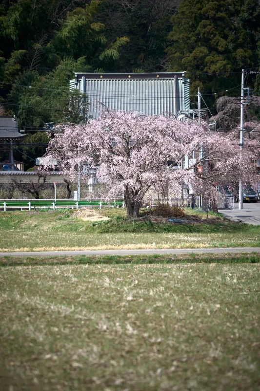 圓通寺近くの桜を撮ってきた