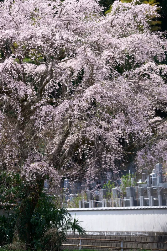 圓通寺の桜、3つの撮影スポット