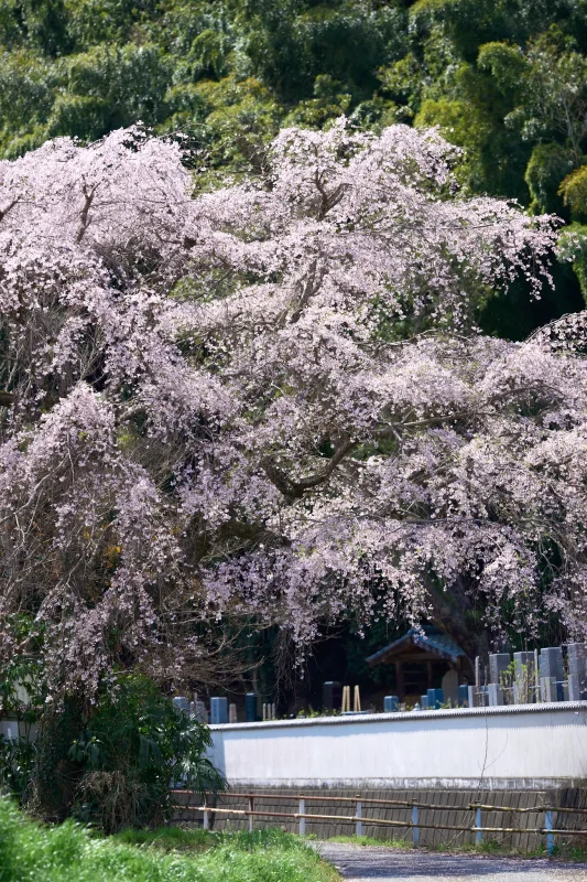 圓通寺の桜、3つの撮影スポット