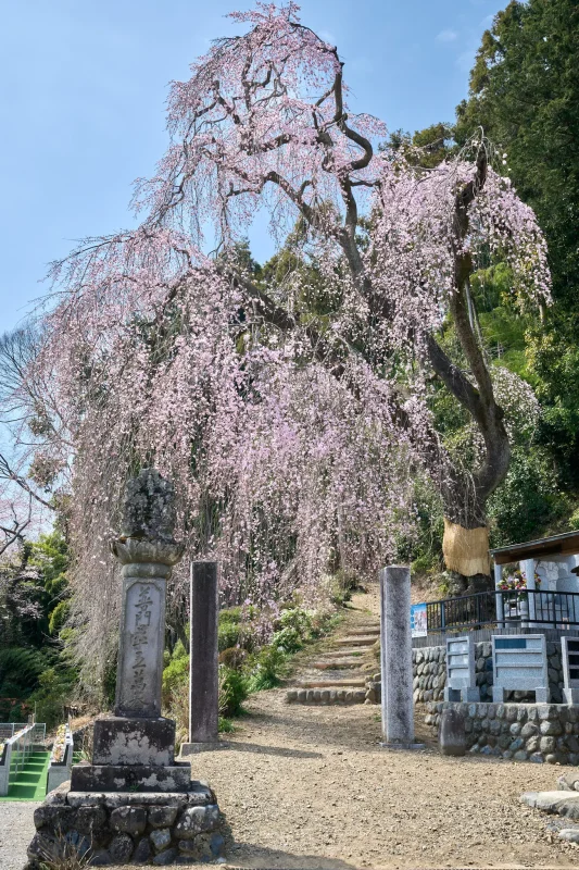 梅岩寺の枝垂れ桜は、もうちょっと！