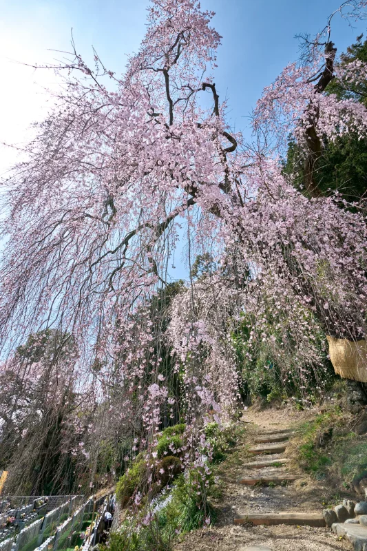 梅岩寺の枝垂れ桜は、もうちょっと！