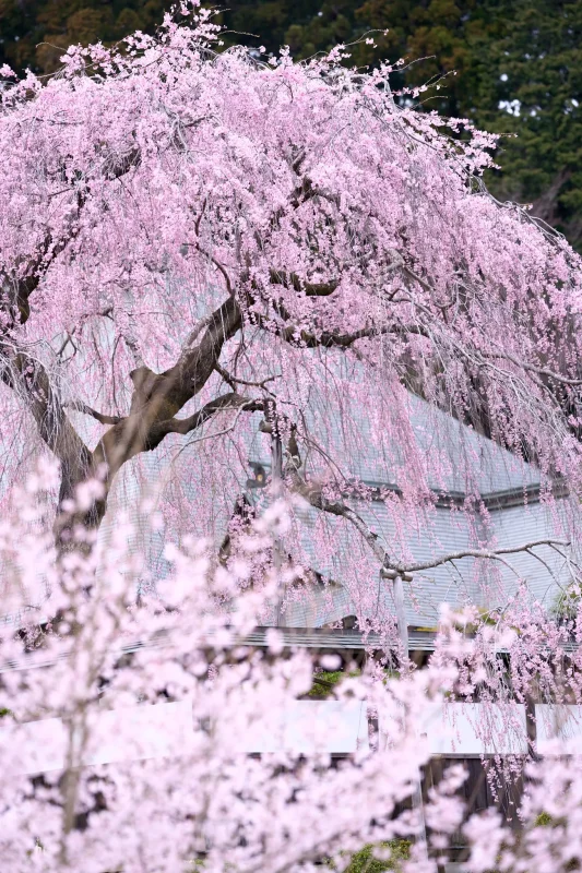 安楽寺の枝垂れ桜をガッツリとボカす