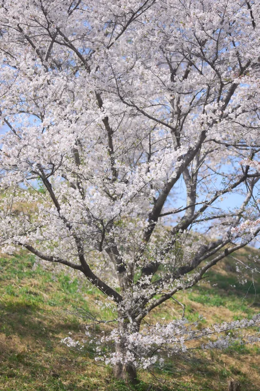 野土山の桜も綺麗でした！