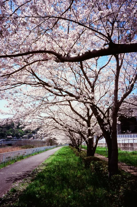 MINOLTA TC-1で撮影した2024年の桜 その2