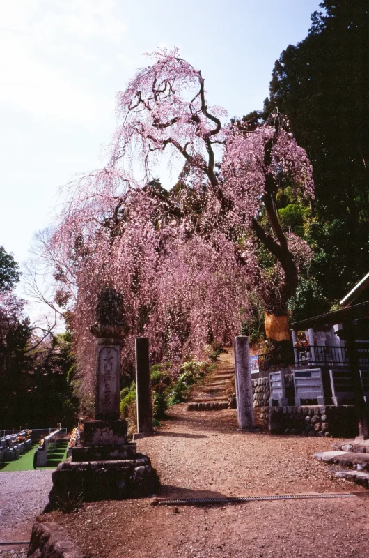 MINOLTA TC-1で撮影した2024年の桜 その2