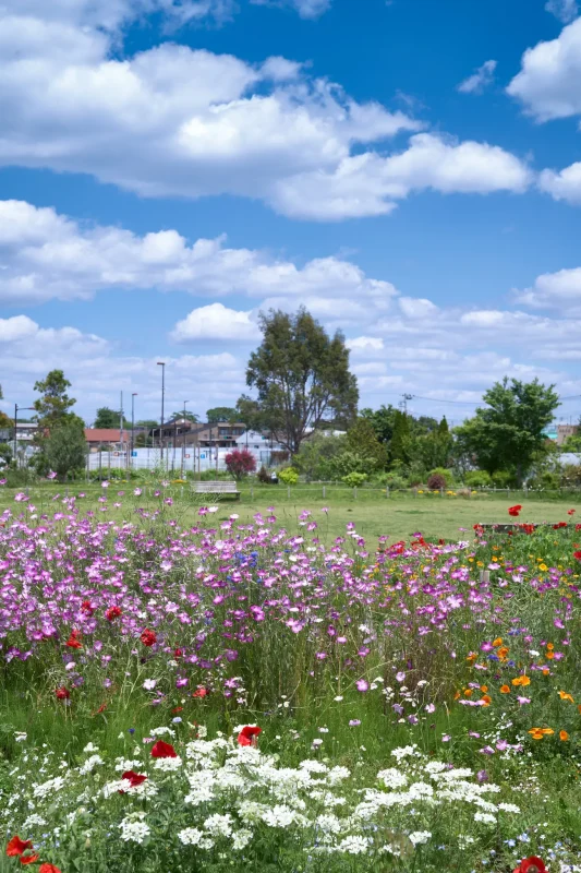 三鷹市「花と緑の広場」は穴場のお花畑