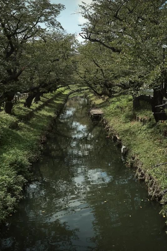 川越氷川神社の風鈴、のちハドフ