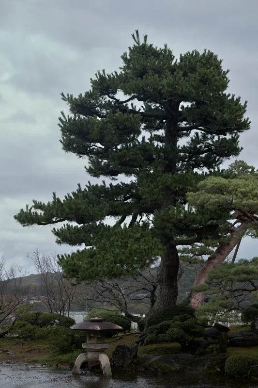 兼六園と金沢城公園の紅葉（まだまだ） / 北陸三県旅行2024