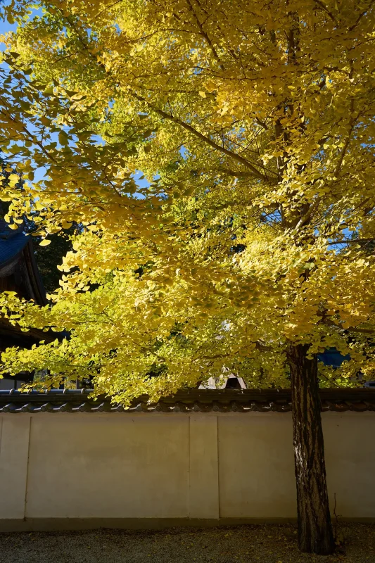 恵林寺は紅葉よりもイチョウが綺麗だった