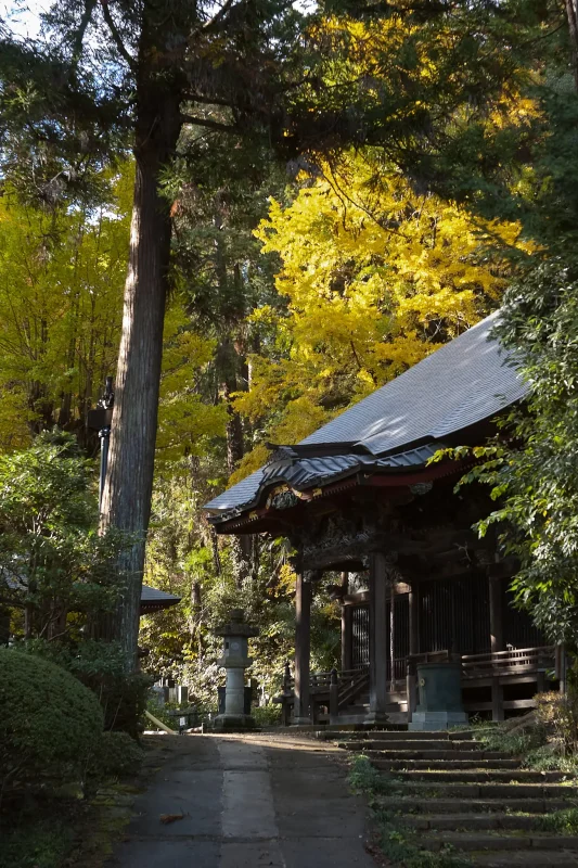 大悲願寺のイチョウがすごかった