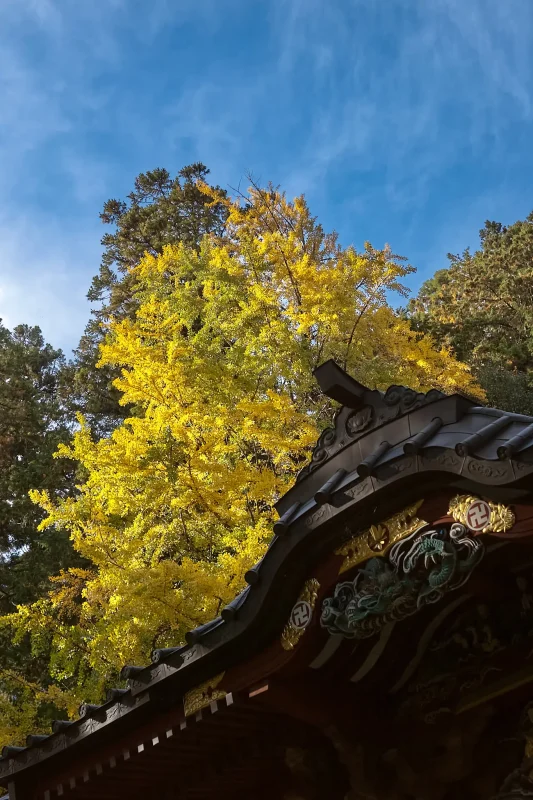 大悲願寺のイチョウがすごかった