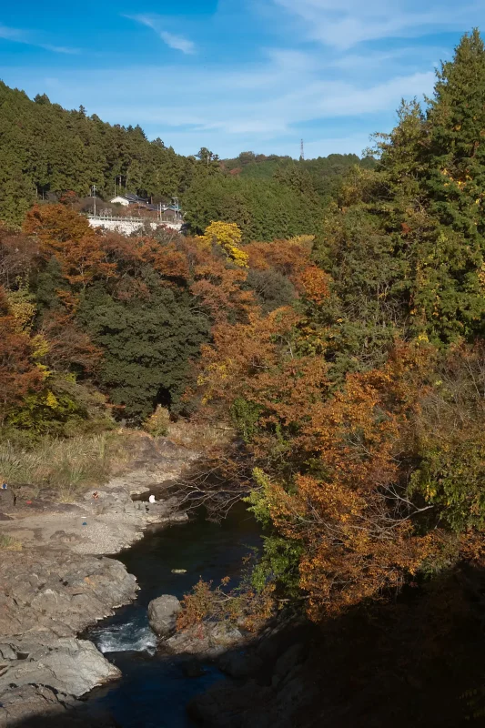 大悲願寺のイチョウがすごかった