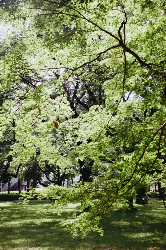 新緑の小金井公園を歩いてきた…らしい