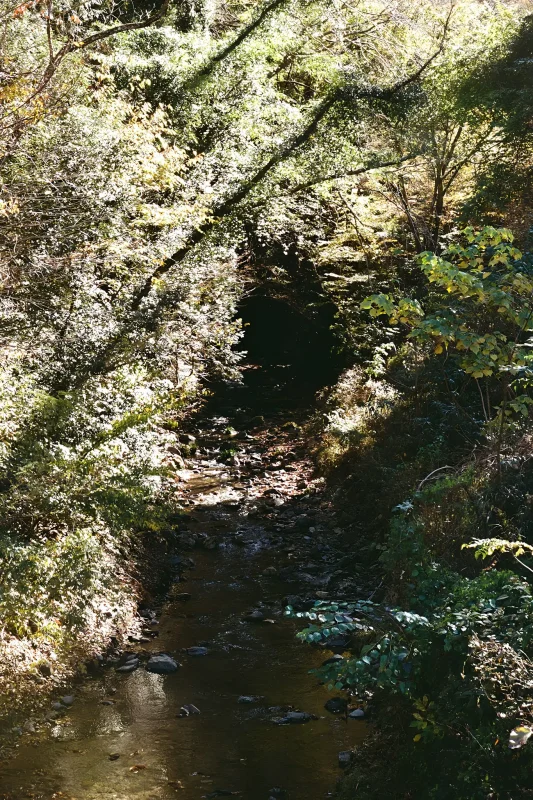 紅葉を探して裏高尾を歩く