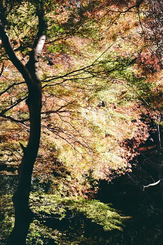 千代田稲荷神社の紅葉が素晴らしかった