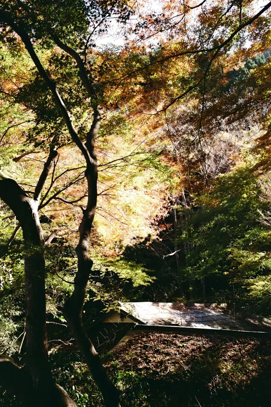 千代田稲荷神社の紅葉が素晴らしかった