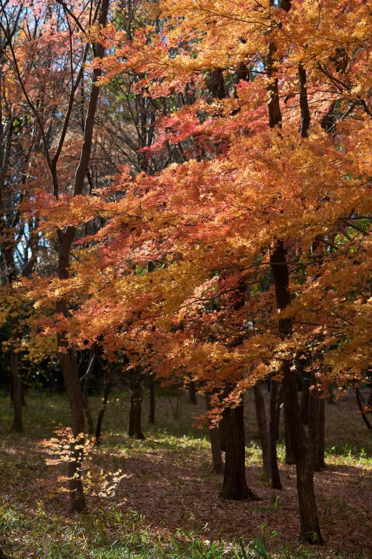 昭和記念公園で今年最後の紅葉を撮ってきた