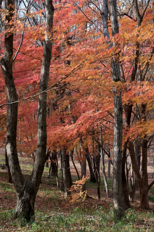 昭和記念公園で今年最後の紅葉を撮ってきた