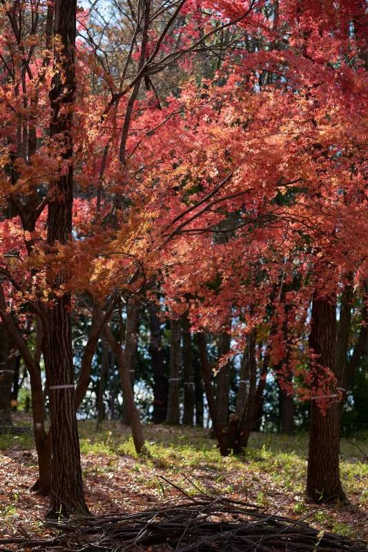 昭和記念公園で今年最後の紅葉を撮ってきた