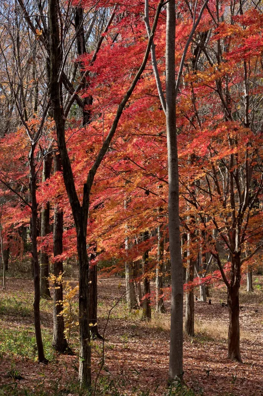 昭和記念公園で今年最後の紅葉を撮ってきた