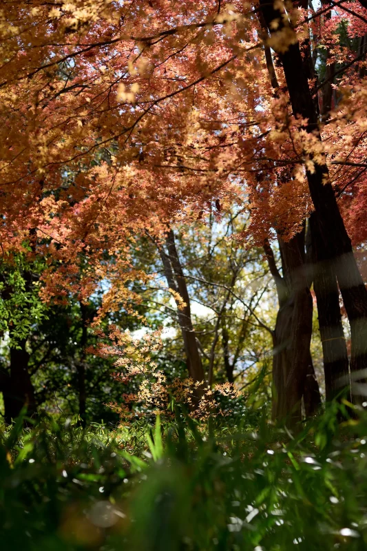 昭和記念公園で今年最後の紅葉を撮ってきた