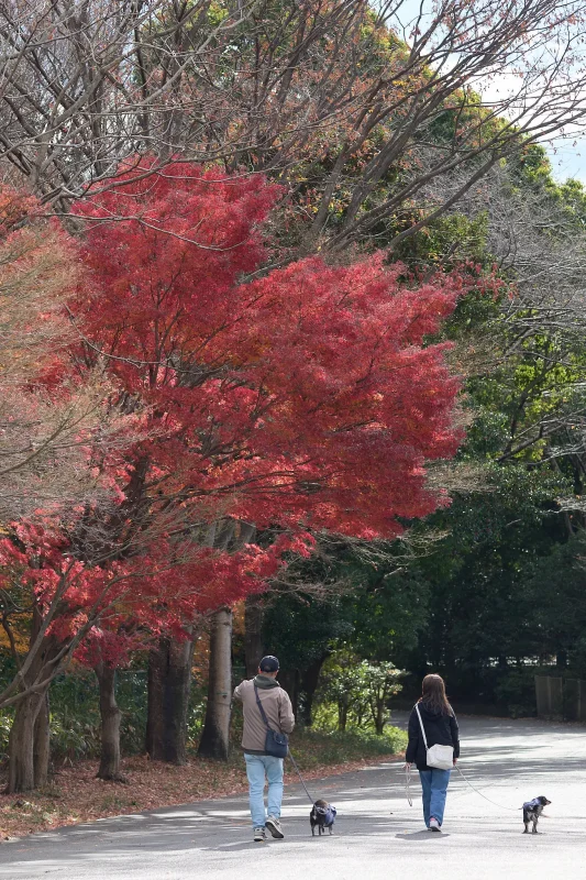 秋と冬が交差する昭和記念公園