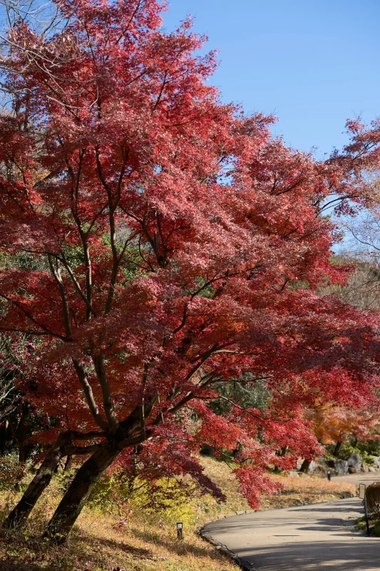 秋と冬が交差する昭和記念公園