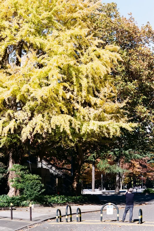 日比谷公園の紅葉とイチョウ