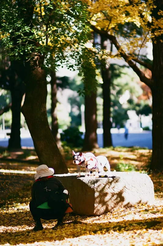 日比谷公園の紅葉とイチョウ