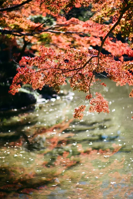 日比谷公園の紅葉とイチョウ