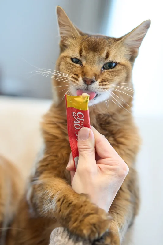 くぅちゃん、13歳になりました🎉